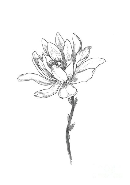 Ветка магнолии