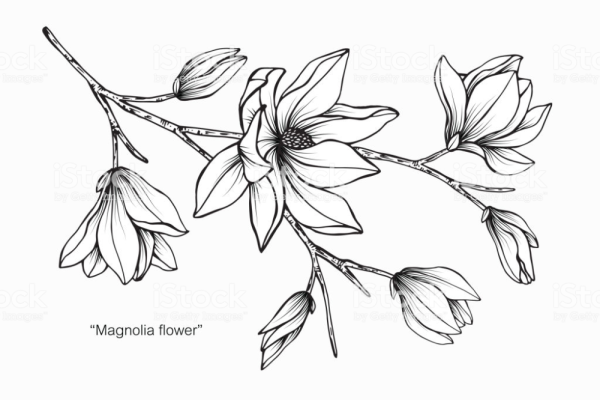Ветка магнолии эскиз