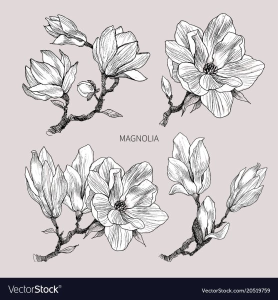 Магнолия референс