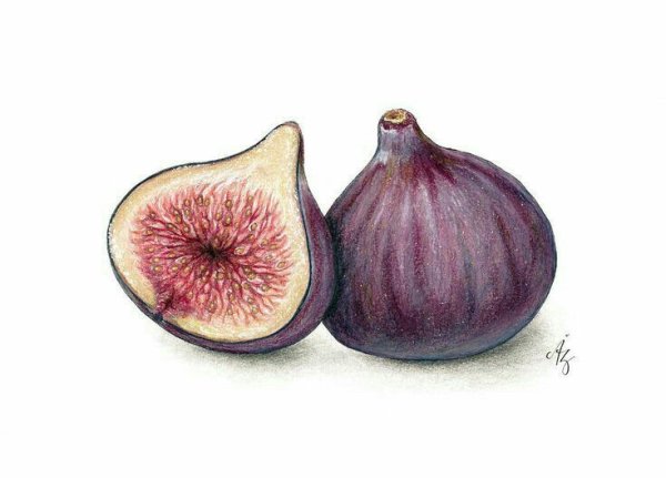 Инжир акварелью