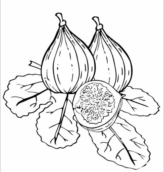 Инжир акварелью для начинающих