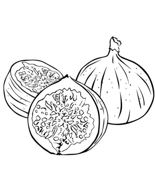 Ботаническая живопись инжир