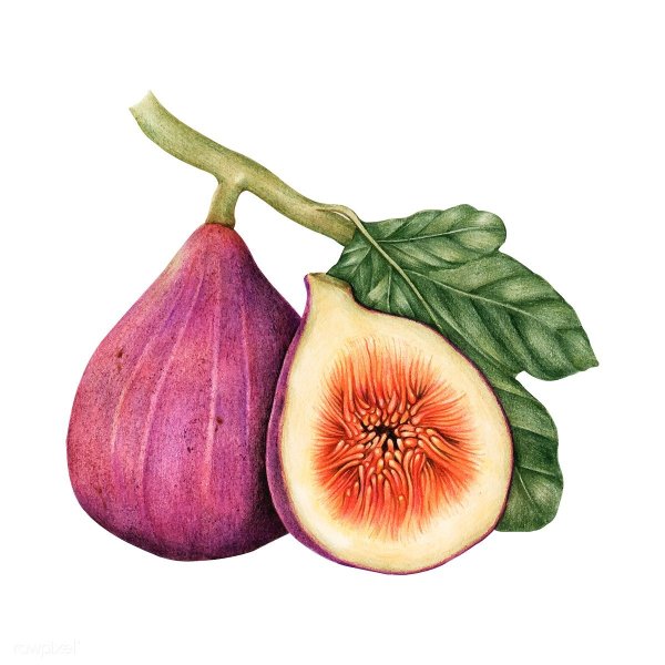 Инжир раскраска для детей