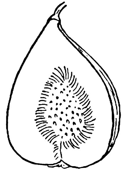 Инжир цветными карандашами