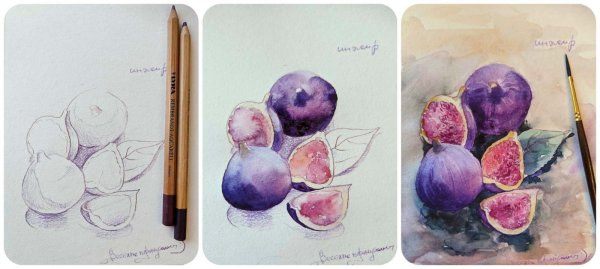 Инжир карандашом