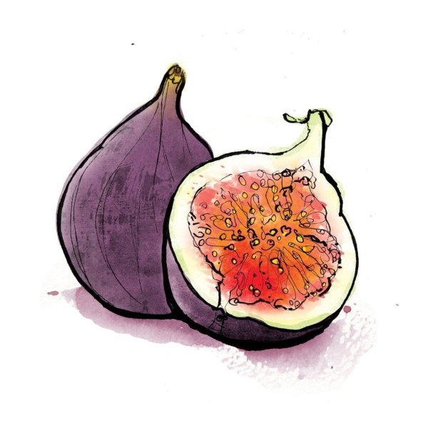 Инжир раскраска