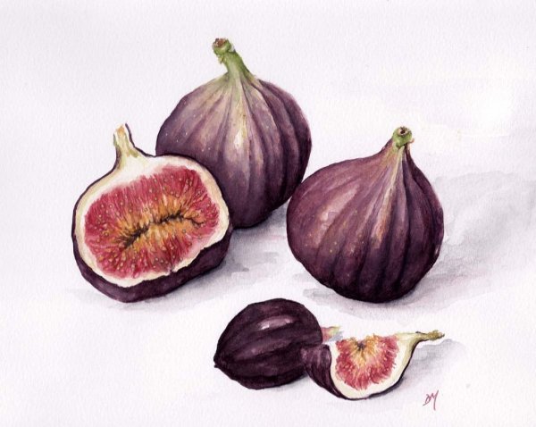 Инжир линогравюра