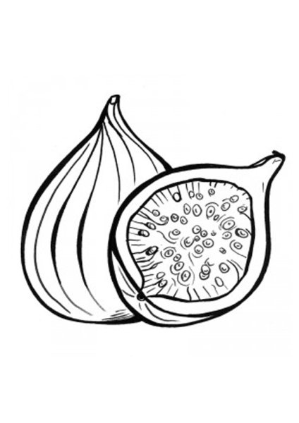 Инжир контур