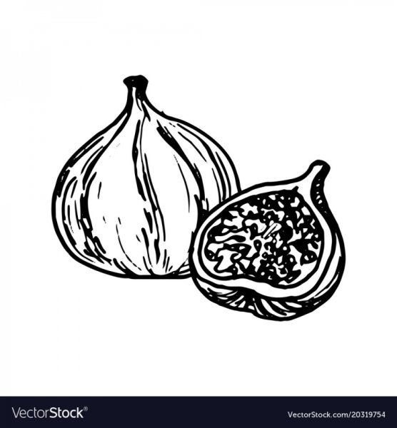 Нарисовать инжир карандашом