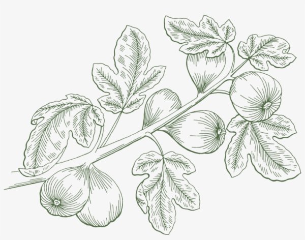 Инжир контур