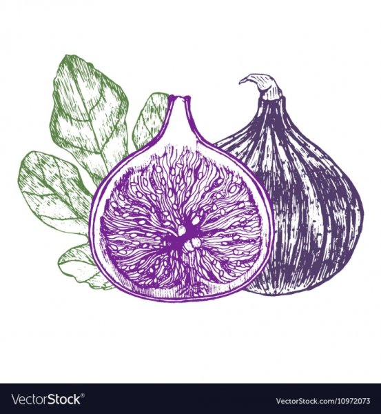 Скетчинг фрукты инжир