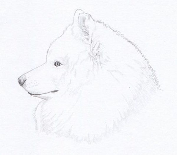 Самоедская лайка