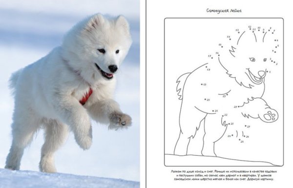 Самоед рисунок