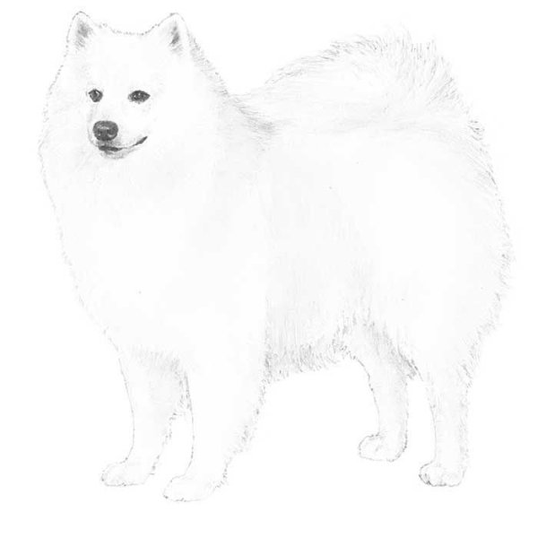 Самоед референс