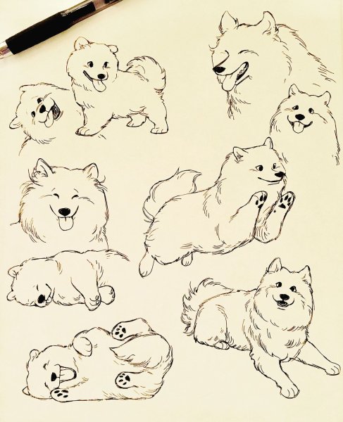 Самоед эскиз
