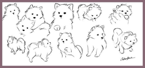 Самоед собака сбоку референс