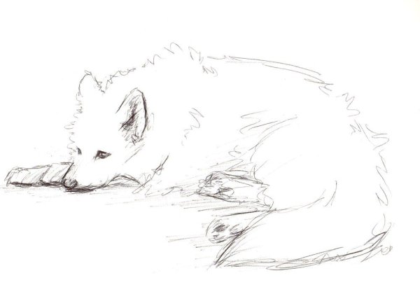 Самоед рисунок карандашом