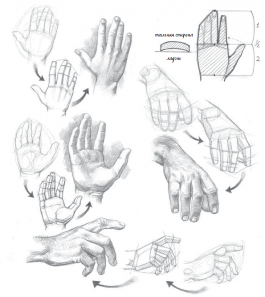 Схема рисования рук