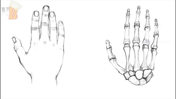 Схема рисования кисти руки человека
