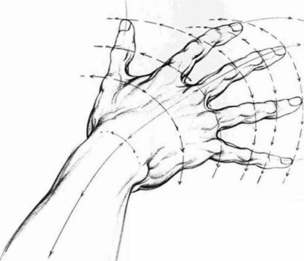 Кисть рисование анатомия