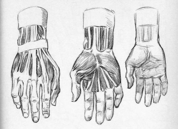 Пропорции кисти руки человека