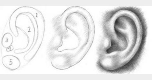 Нарисовать ухо