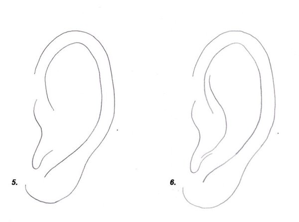 Анатомия уха для рисования