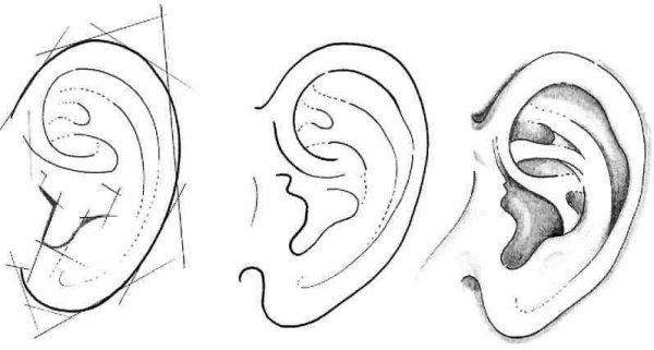 Наброски ушей