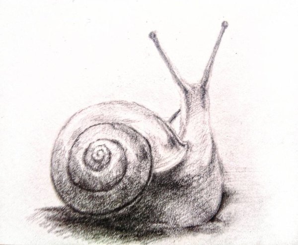 Улитка рисунок карандашом