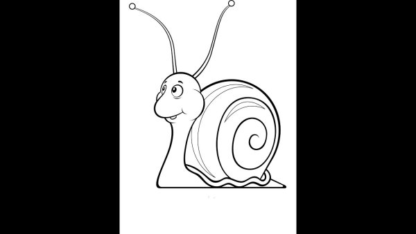 Улитка ахатина