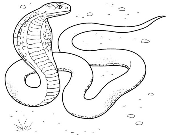 Королевская Кобра рисовать