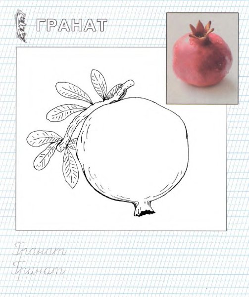 Гранат для раскрашивания