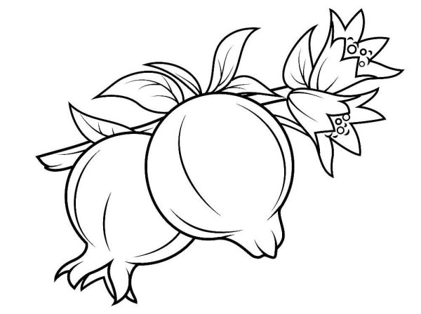 Гранат фрукт рисунок карандашом