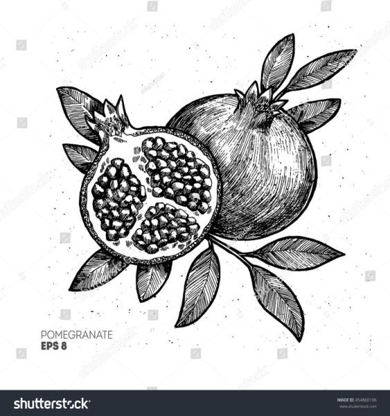 Гранат обыкновенный раскраска