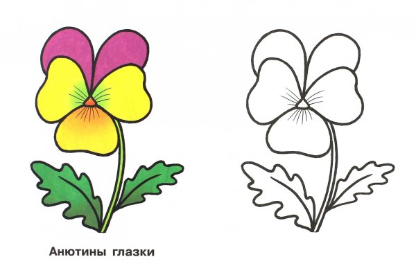 Анютины глазки раскраска для детей
