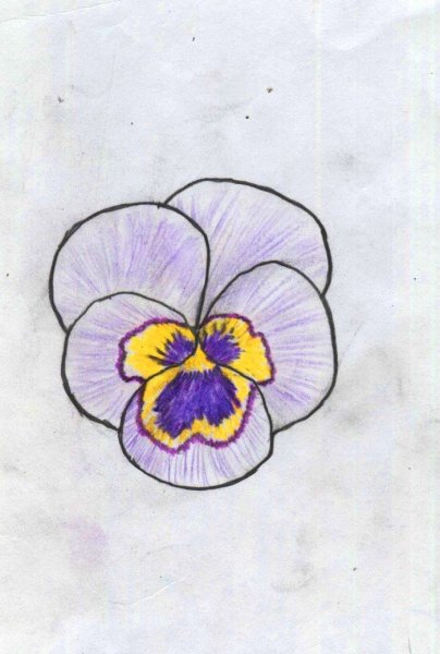 Анютины глазки поэтапное рисование