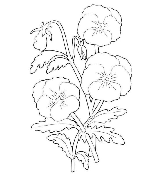 Фиалка надрезанная раскраска