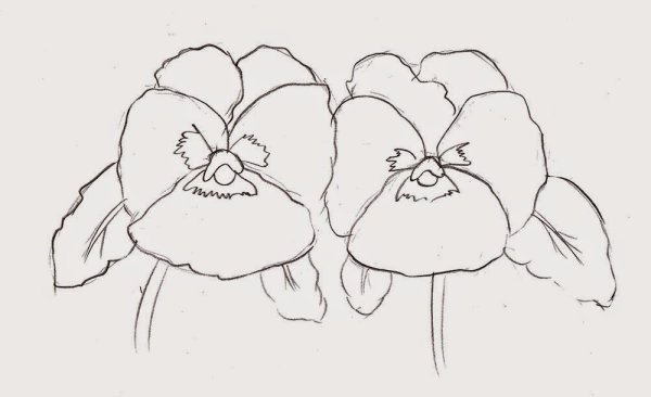 Анютины глазки карандашом