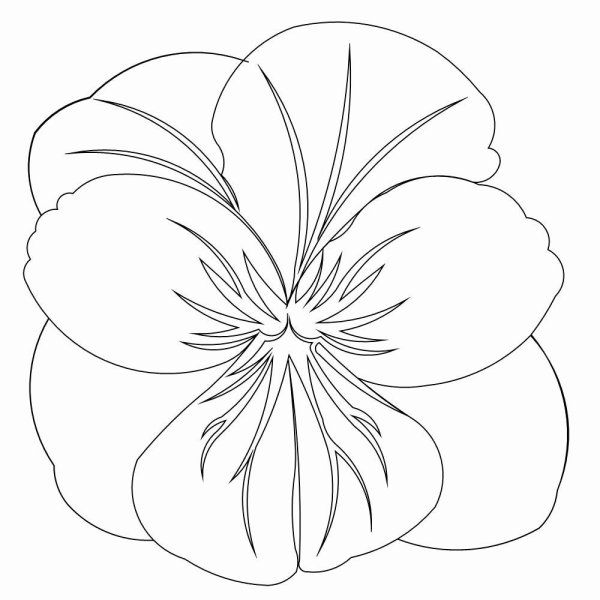 Анютины глазки