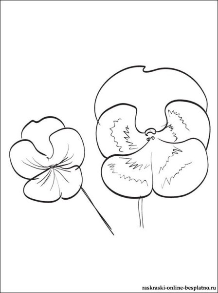 Виола Виттрока рисунок