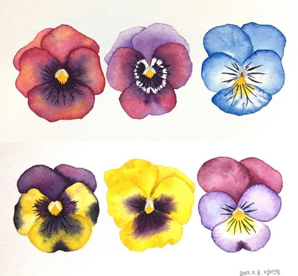 Цветок Анютины глазки рисунок