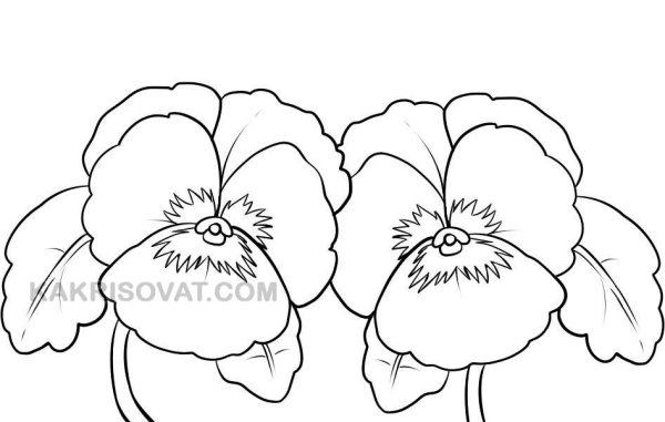 Анютины глазки карандашом