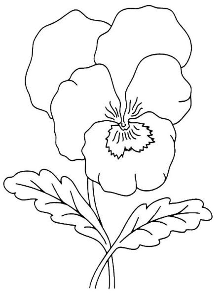 Раскраски Анютины глазки цветы