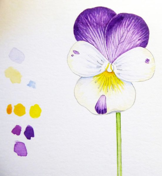 Анютины глазки скетч