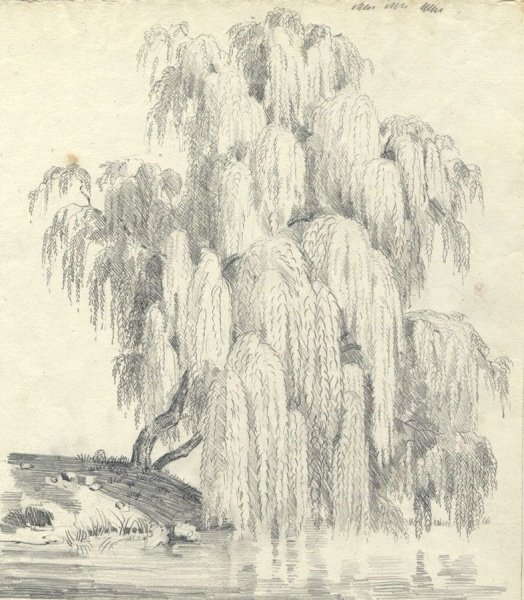 Плакучая Ива дерево рисунок