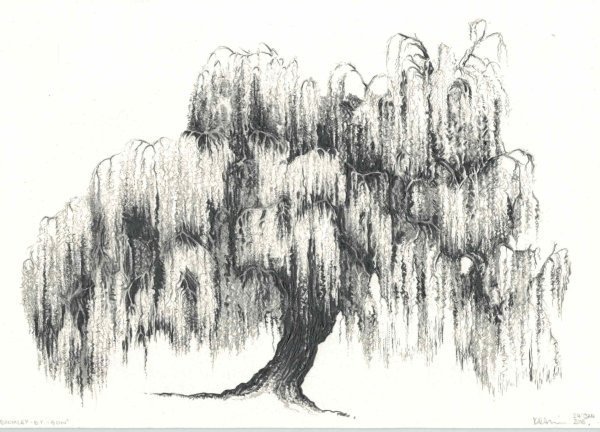 Ива набросок