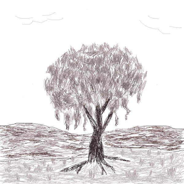 Верба рисунок карандашом