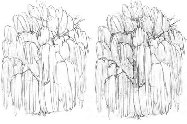 Ива карандашом