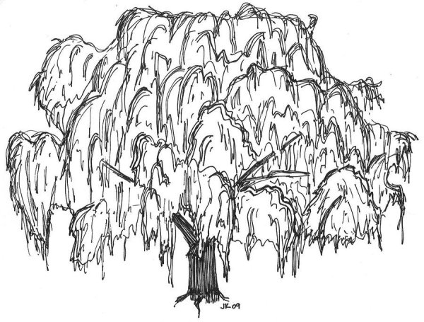 Ивы плакучей черно белые