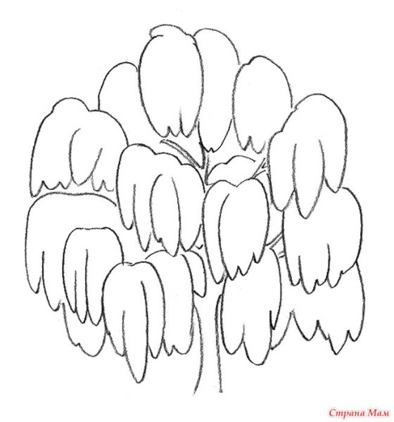 Плакучая Ива карандашом